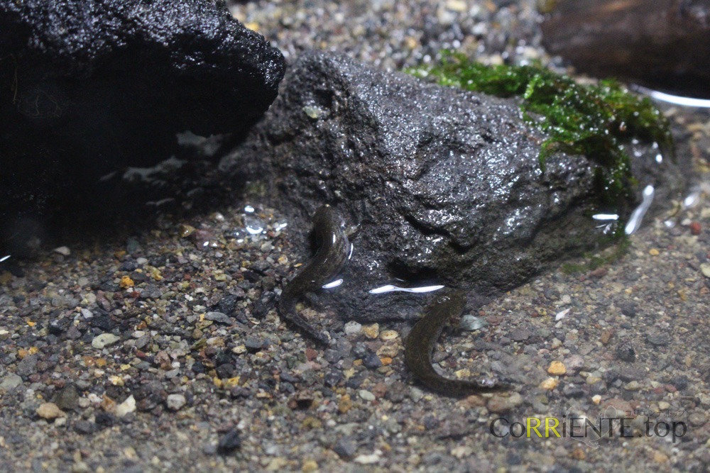 salamander-20160430_1